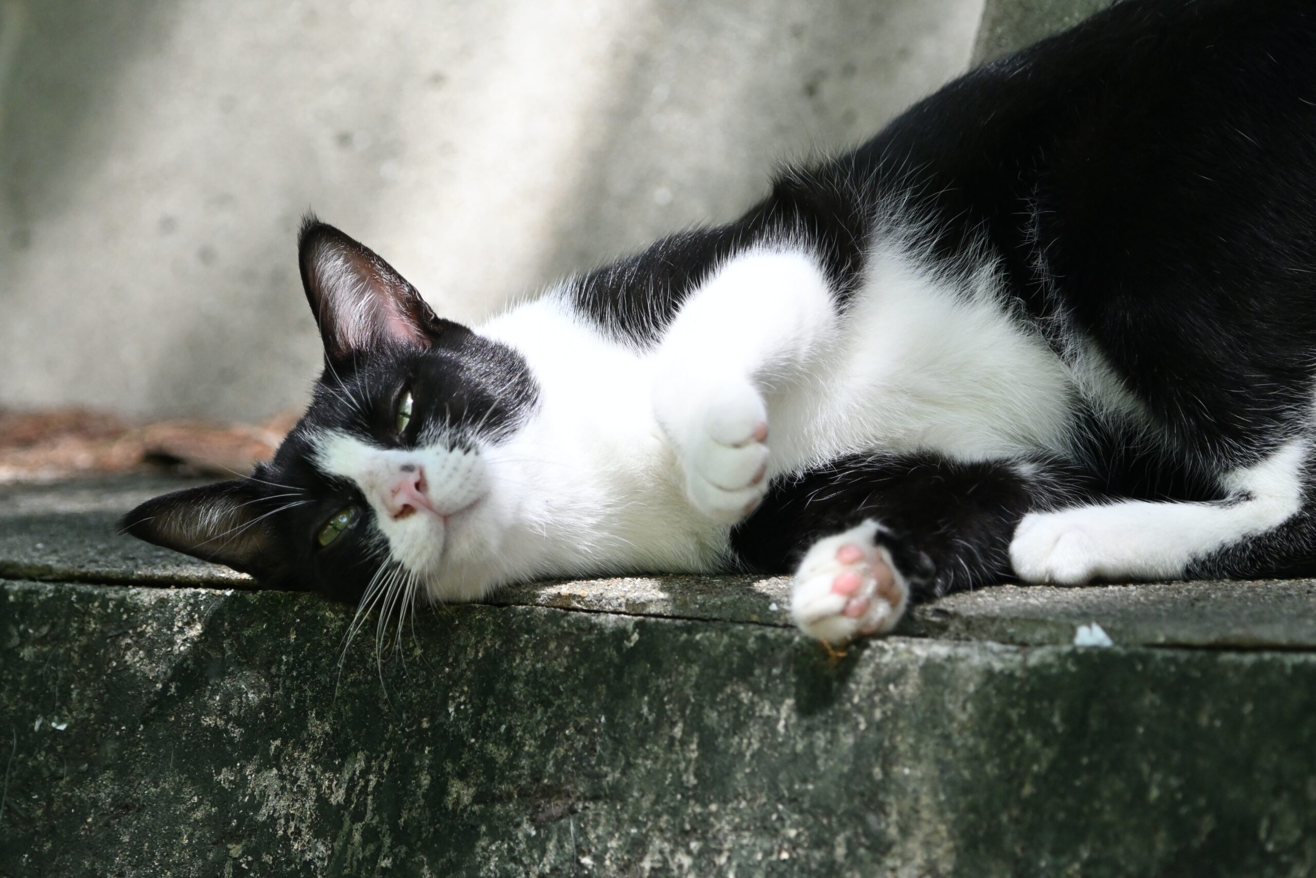 Siklus Birahi Kucing Jantan Dan Mengatasi Masalah Kesehatan Nya